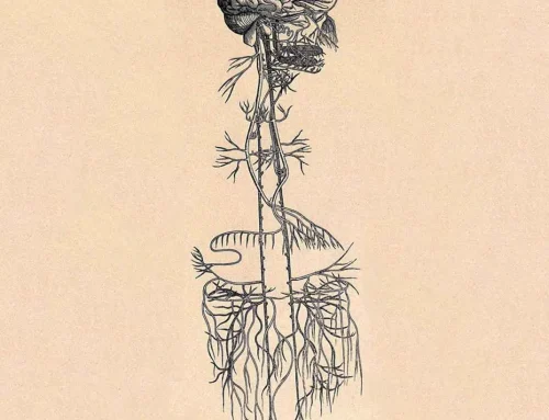 Instant Stress Relief: Ενεργοποίηση Πνευμονογαστρικού Νεύρου